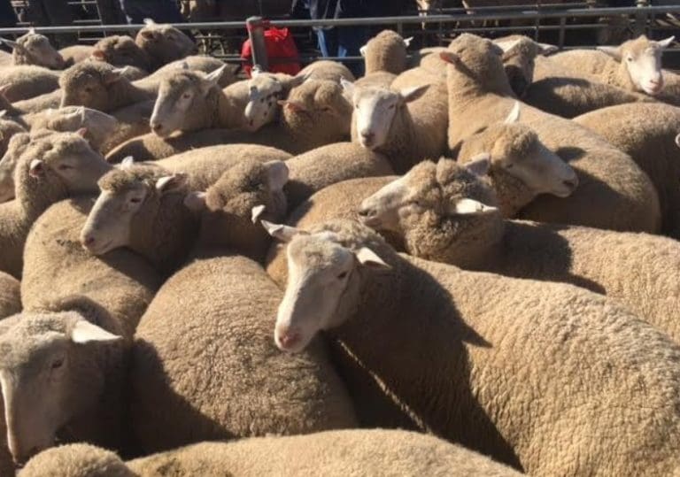 Heavy lamb shortage raises price record to 301.20, but will a new
