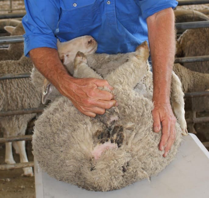 A lamb treated with the cryogenic breeching process. - Sheep Central