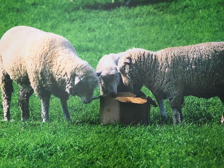 Research partnership to develop unique livestock pain relief system