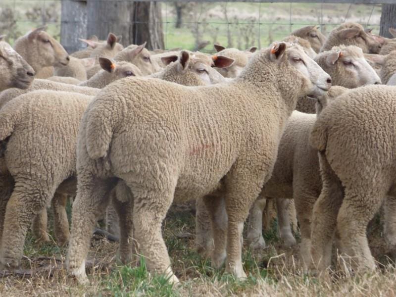 AuctionsPlus sheep and lamb clearance slumps as store buyers back off