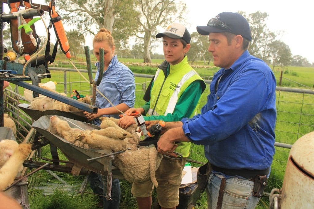 Numnuts win confirms retailer support for lamb pain relief Sheep Central