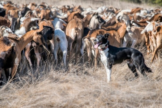 research on working dogs