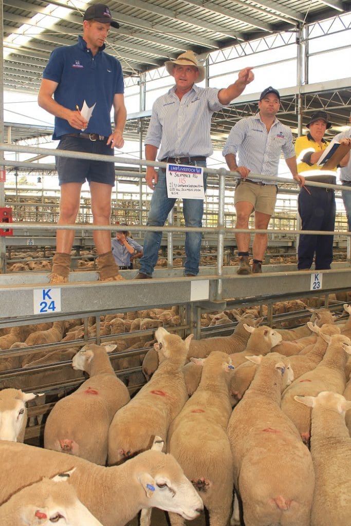 Hamilton first cross ewes sell to 282 and Merinos make to 164 Sheep