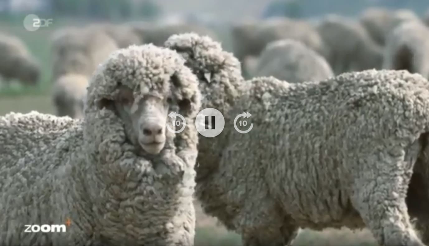 German documentary on Australian Merino wool highlights animal welfare  issues - Sheep Central