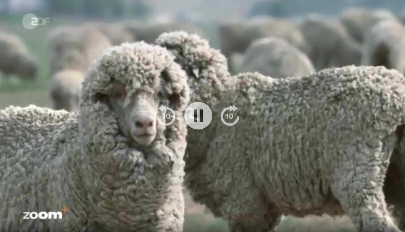 German Documentary On Australian Merino Wool Highlights Animal