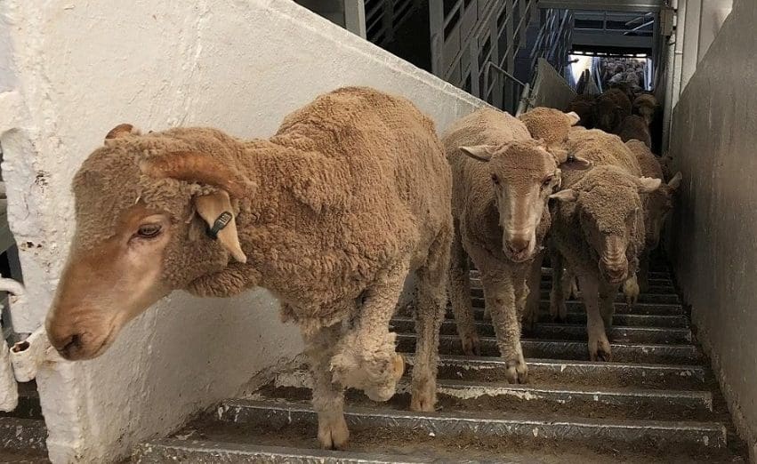 Investigation into sheep outside approved Oman supply chains