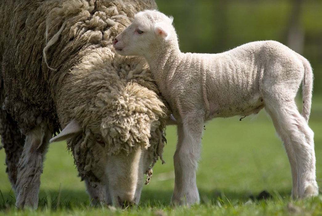 [Bild: Merino-ewe-and-lamb-April-2019.jpg]