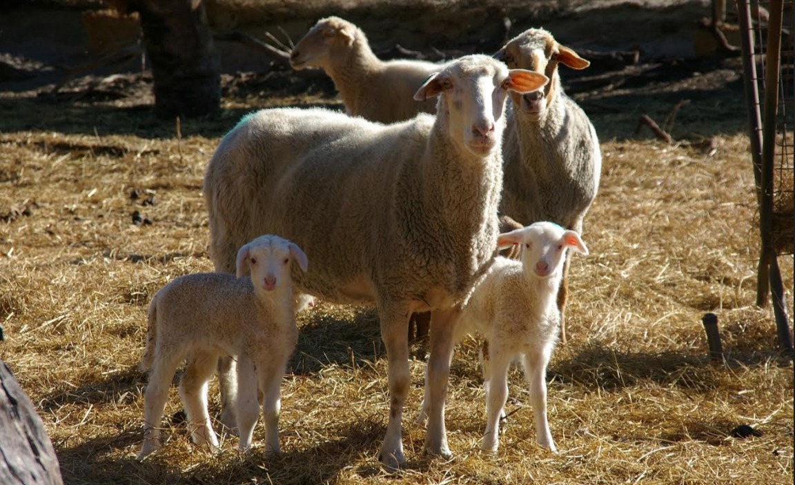 UWA sheep temperament research finds stress gene link - Sheep Central