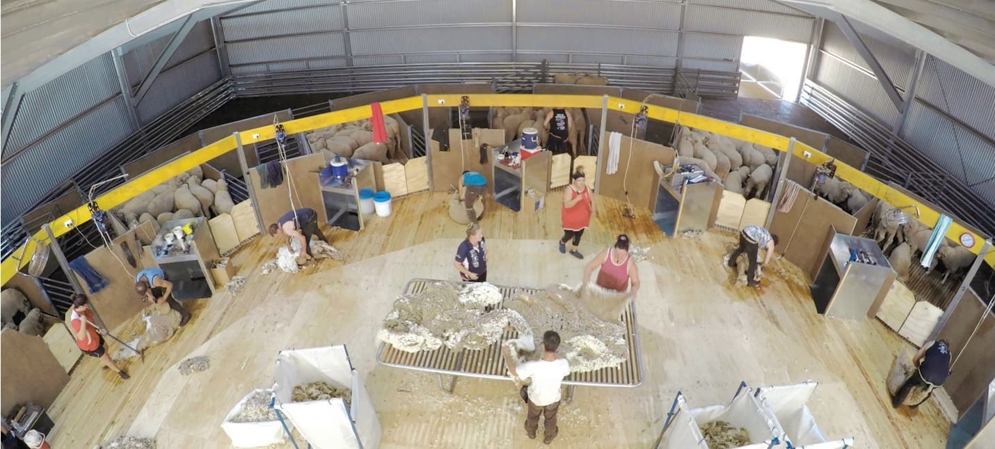 Innovative shearing shed open day at Dubbo Sheep Central