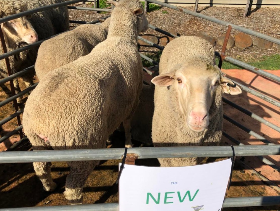 Merino industry needs to 'take the wool goggles off' - Sheep Central