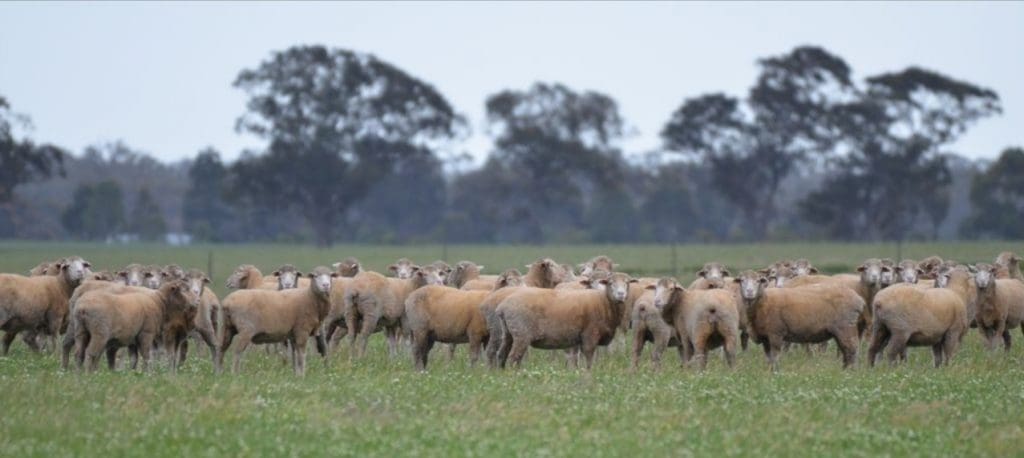 $6.3 million Marnoo property sale highlights land value increase - Sheep Central