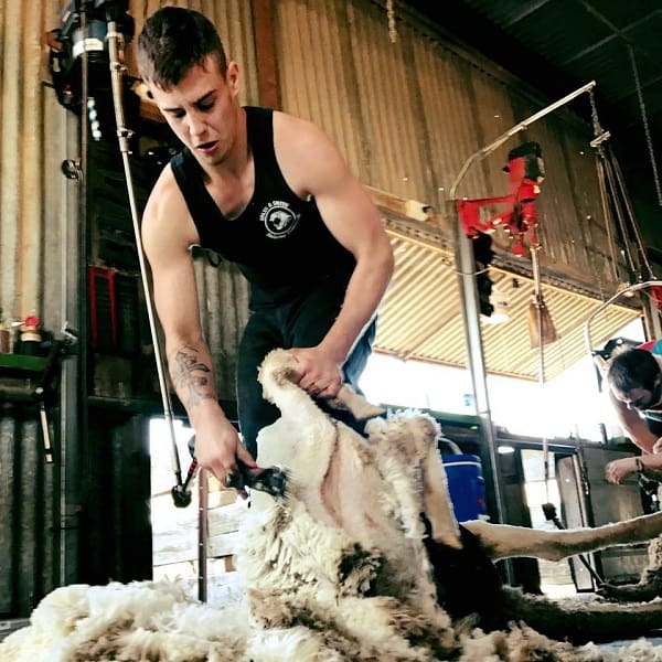 World shearing record attempts continue in Australia Sheep Central