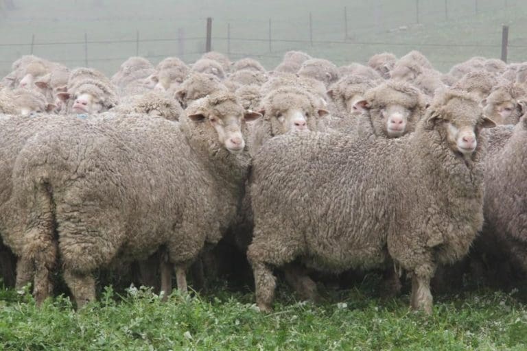 These scanned inlamb rising three yearold Merino ewes sold for 353 on AuctionsPlus last week