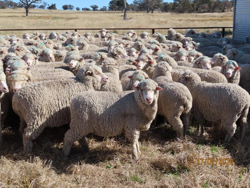 [Image: These-scanned-in-lamb-Merino-ewes-at-Guy...t-week.jpg]
