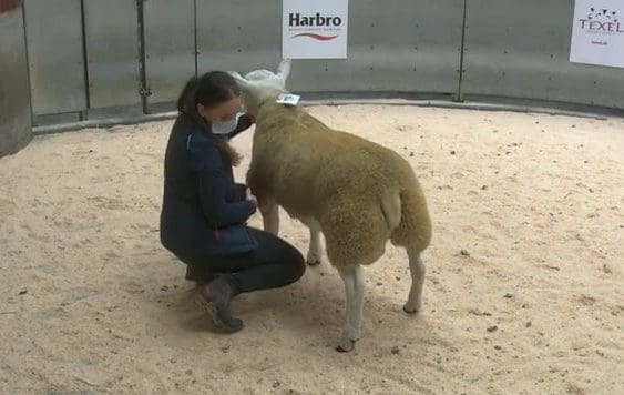 British Texel ram lamb sets a new world record sheep price - Sheep Central