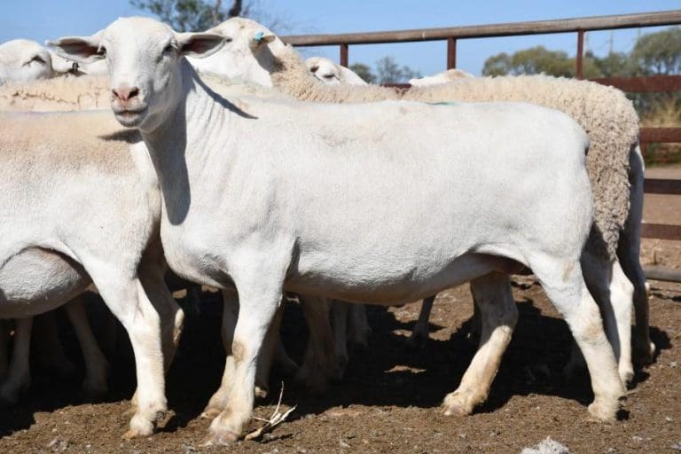 These White Dorper ewes sold for 427 on AuctionsPlus at Nyngan last