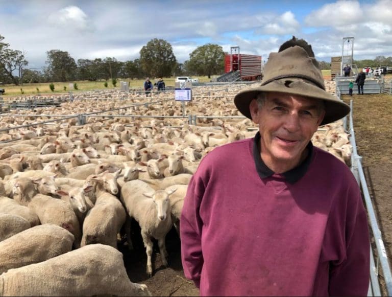 Edenhope first cross ewes hit record 426, ewe lambs to 356 Sheep