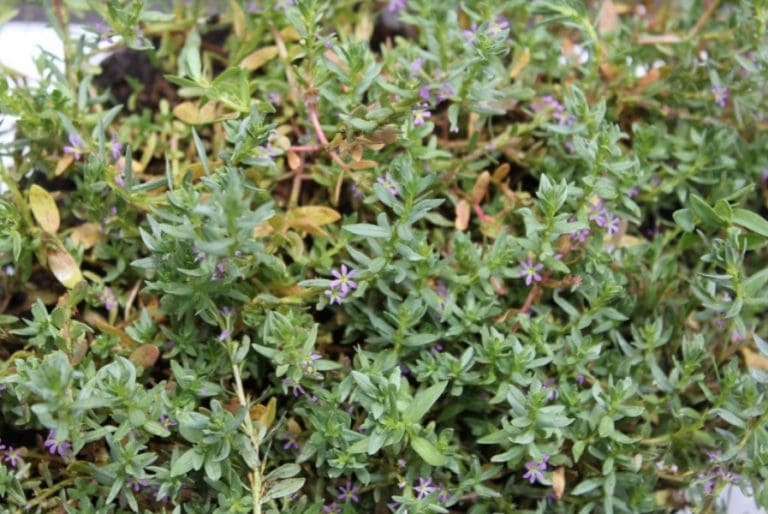 WA sheep producers warned of toxic weed and ryegrass risk Sheep Central