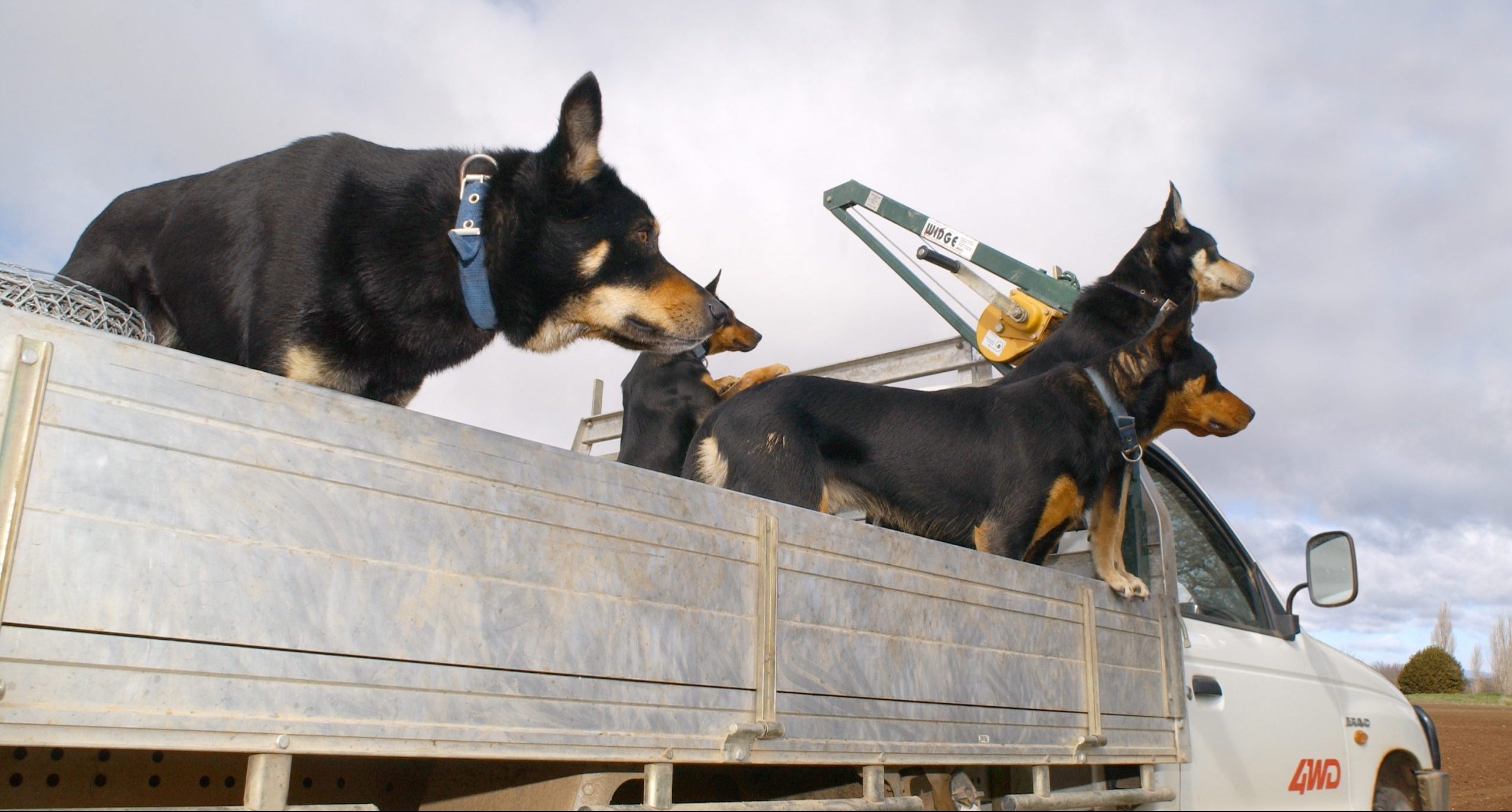 antivenom for dogs