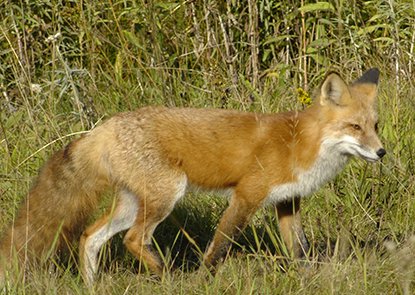 Million fox. Fox1s. Red Fox Silver китайский. Red Fox f and t XL long.
