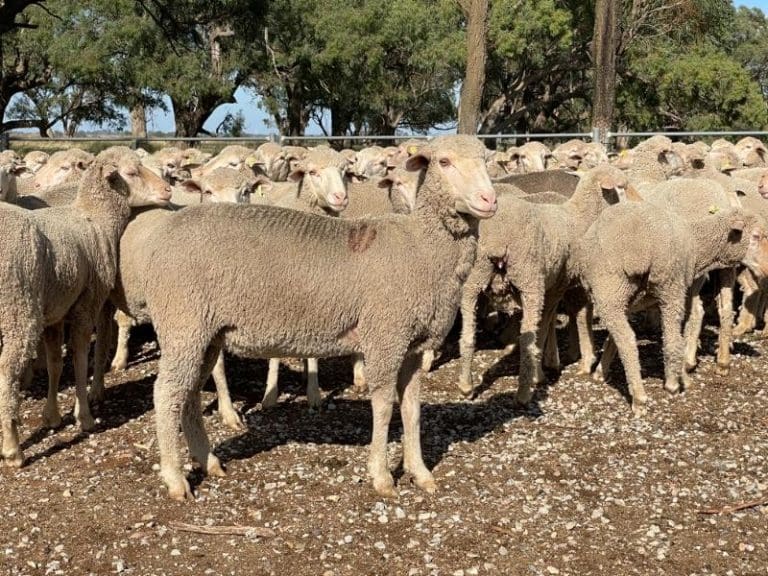 Aussie White ewes make 453 as some Merino and first cross ewe prices