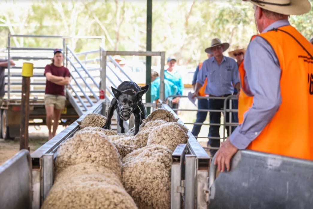 Jerilderie auction sets new bar in working dog values Sheep Central