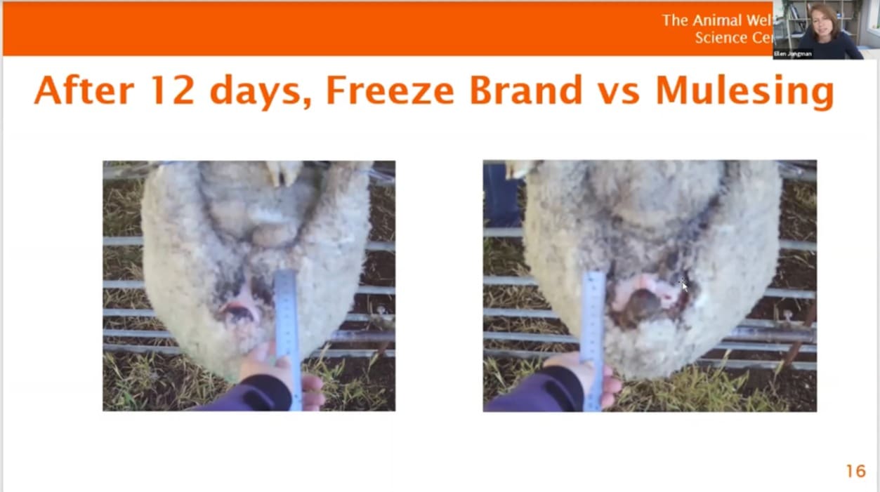 Research finds sheep freeze branding is painful for lambs Sheep Central