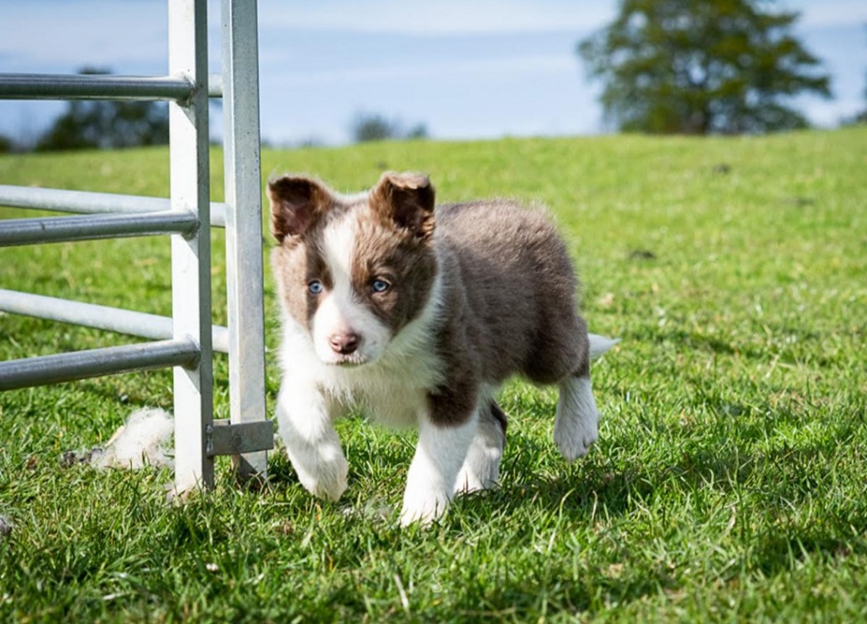 World record price paid for untrained sheep dog pup - Sheep Central
