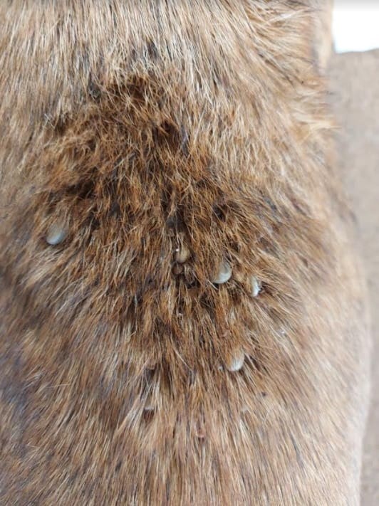 Dog tick disease reaches Victoria for first time at Horsham - Sheep Central
