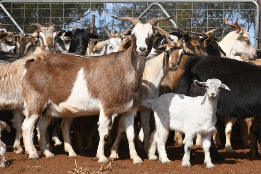 A big week of goat listings boosts AuctionsPlus sales - Sheep Central