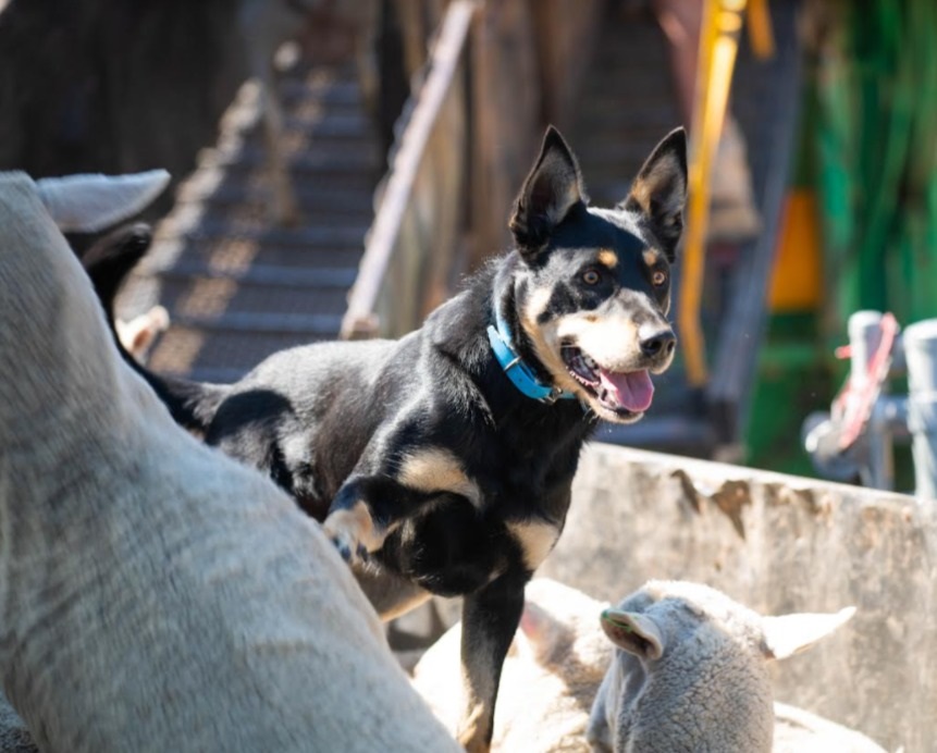 Working stock hot sale dogs