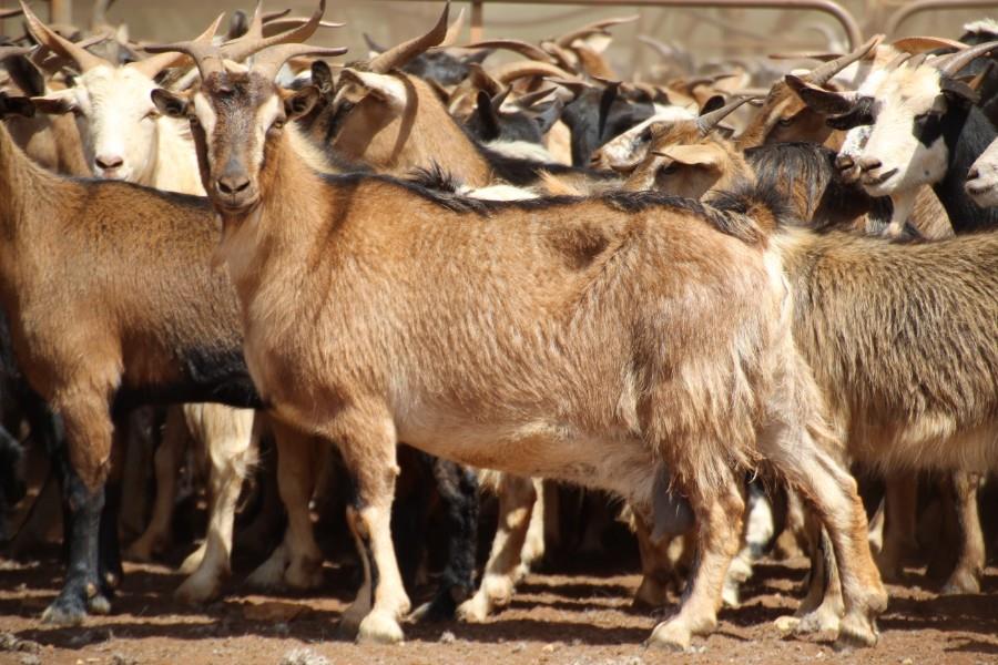QLD and NSW goat listings double on AuctionsPlus Sheep Central