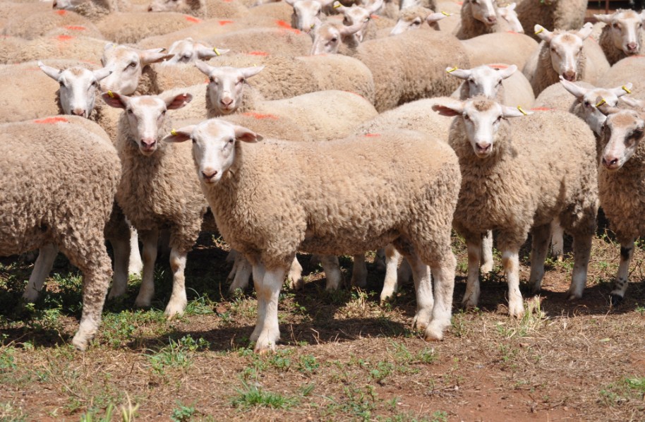 Online buyers focus on store sheep and lamb opportunities - Sheep Central