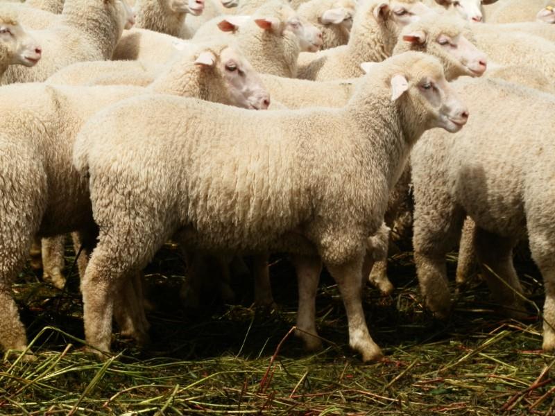 Post-sale bargaining lifts AuctionsPlus lamb clearance - Sheep Central