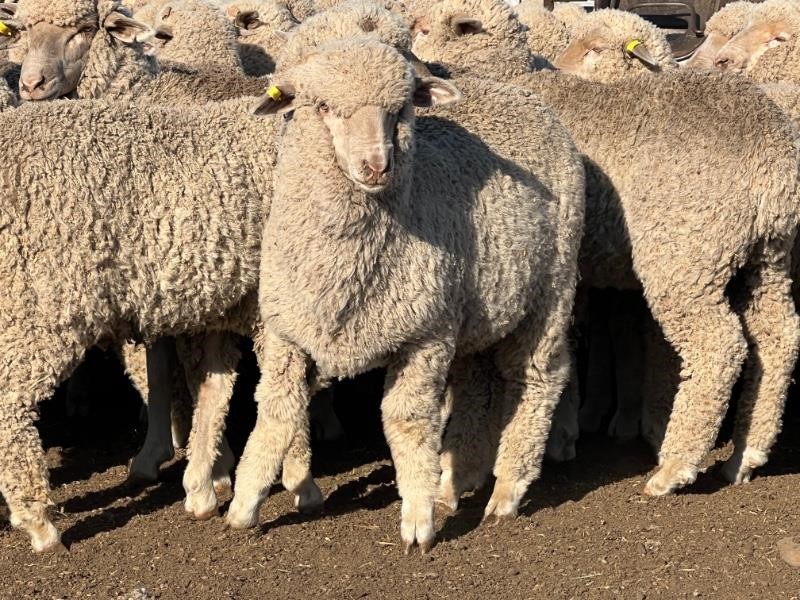 First cross and Merino ewe lamb prices lift online - Sheep Central