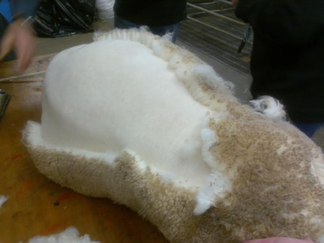 Wool Sheep Shears  PBS Animal Health