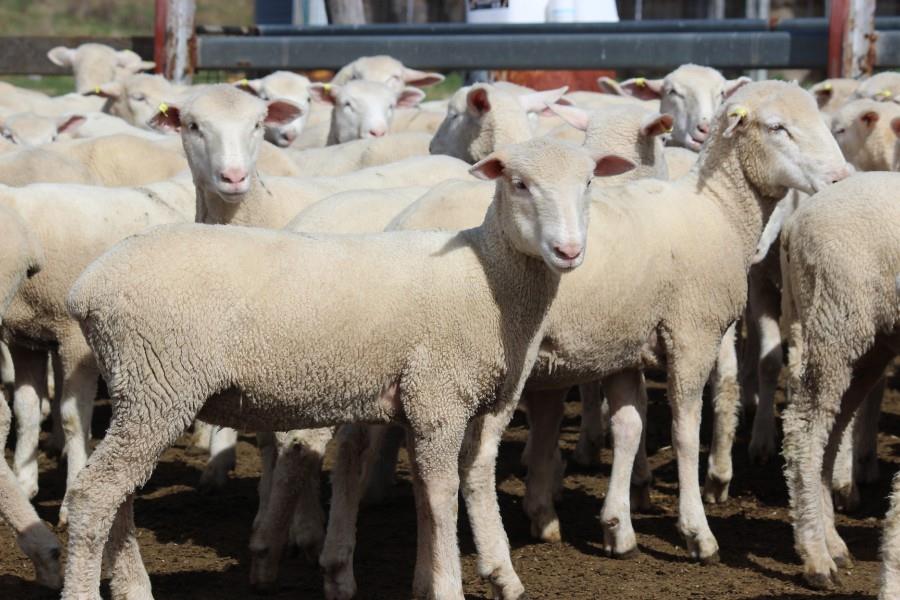 Rain helps online sheep and lamb sales - Sheep Central