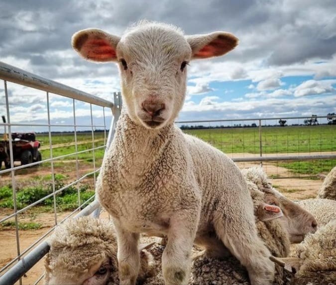 Saleyards are still most popular sheep selling pathway Sheep Central