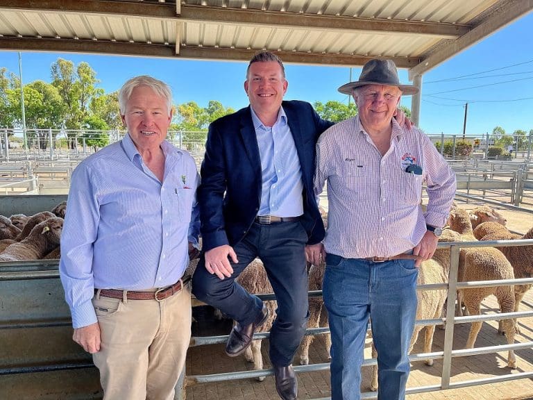 NSW Government, farmers and processors move on sheep EID Sheep Central