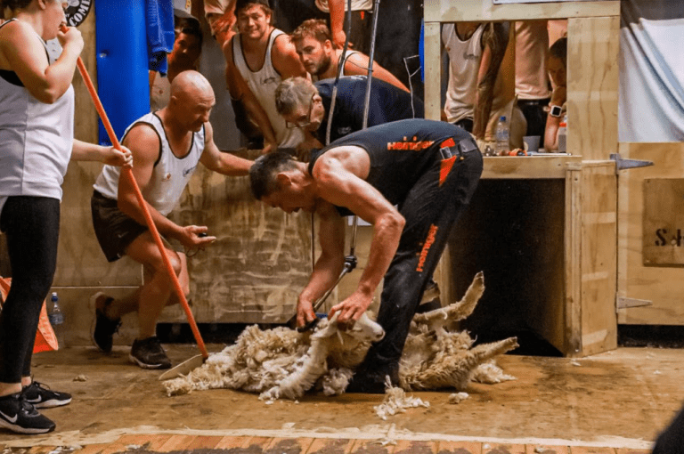 World two-stand lamb shearing record stretched to 1410 - Sheep Central