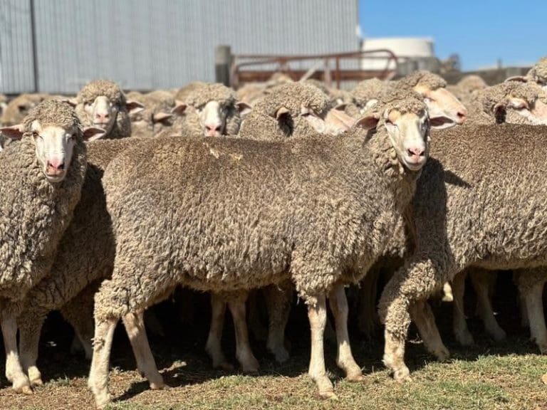 Sheep and lamb prices struggle as New Year selloff begins Sheep Central