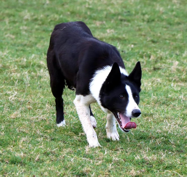 英国の牧羊犬は 18,100 ポンドで日本に売却される