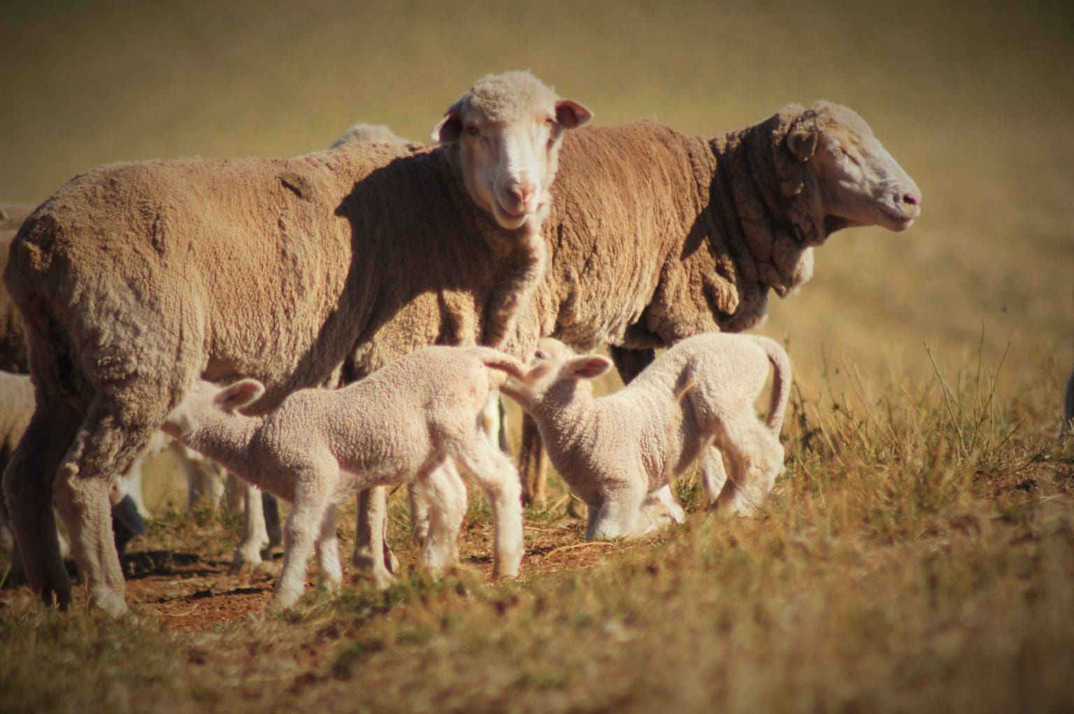 Trial shows value in supplementing pregnant ewes Sheep Central