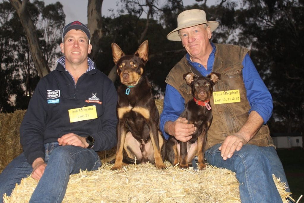 Ash Caruana, left, sold Beloka Rumble for $25,000, and Welshpool breeder Paul McPhail sold the top priced pup for $11,000 at the Eukanuba Casterton Working Dog Auction on Sunday.