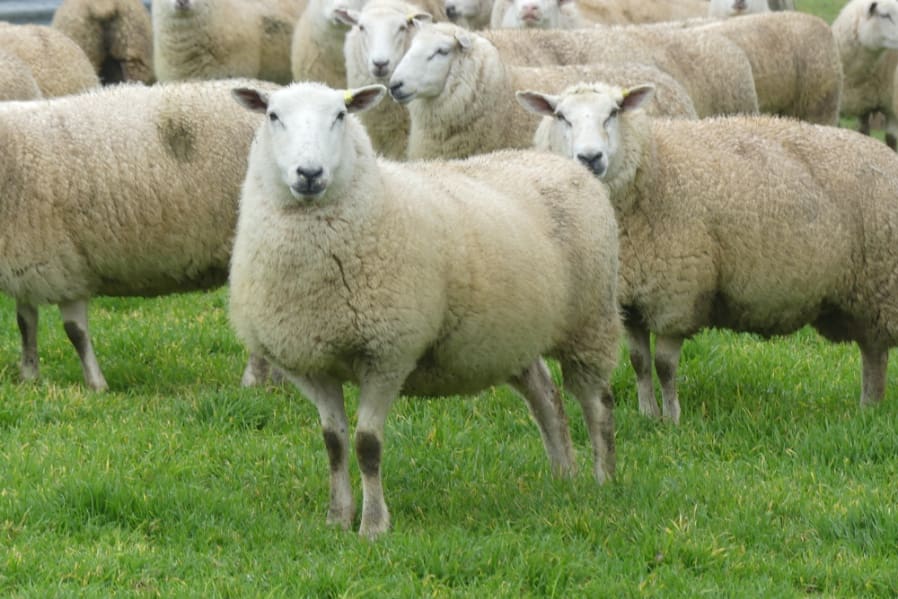 Ewe Prices Lift On AuctionsPlus As Buyers Seek Two For One Sheep Central Ewe Prices Lift On AuctionsPlus As Buyers Seek Two For One Sheep Central