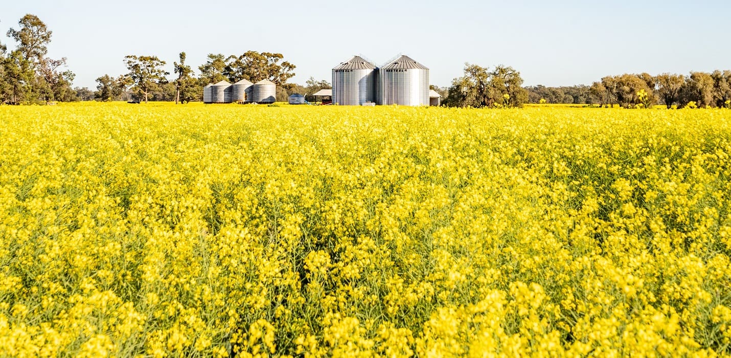 90mplus expected for Sunshine Farms aggregation Sheep Central