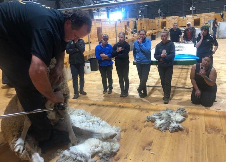 Shearers get quality tips at women's shearing Sheep Central