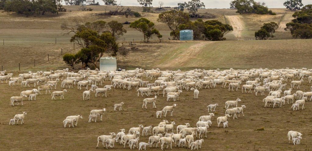 $25 million price tag on south-west NSW property - Sheep Central
