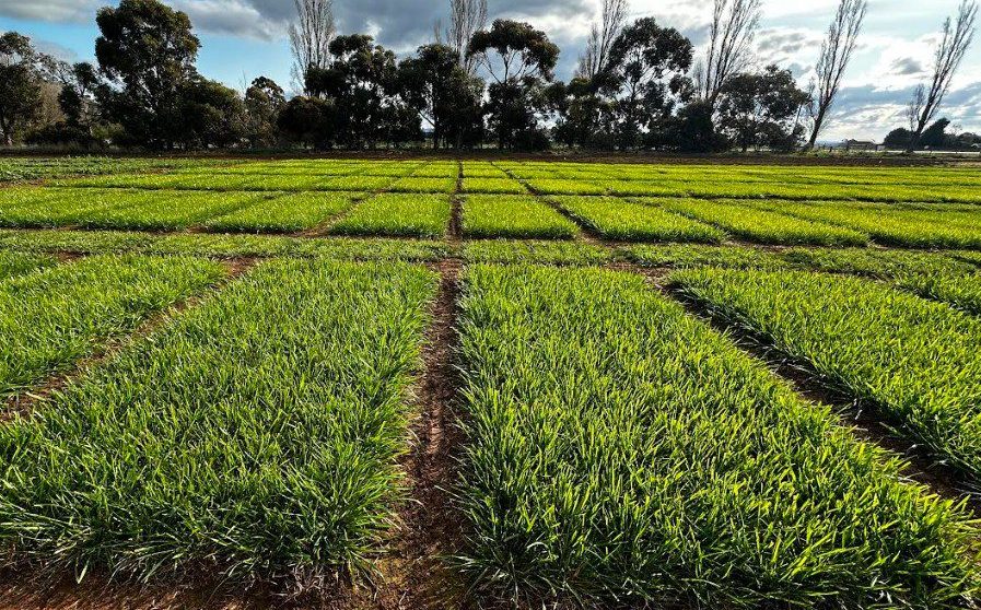 Slouter Farming Resilient pasture cultivars focus during grassland society roadshow ...