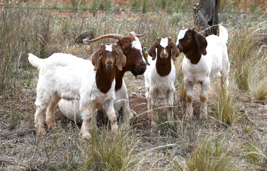 Out-of-season goat mating brings breeding values closer - Sheep Central